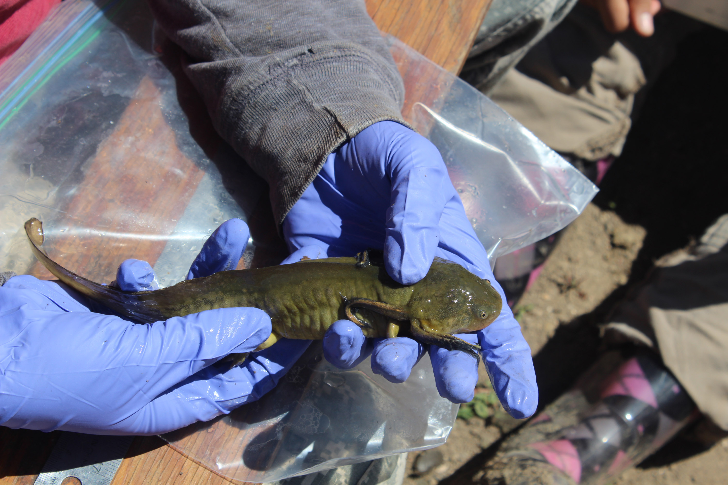 USGS scientist David Hurtado holding a Sonoran tiger salamander | U.S